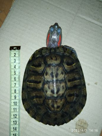 Черепаха красноухая, 7 лет