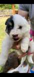 Border collie suczka