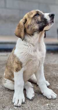 Cachorro de Gado Transmontano - Pai Multi Campeão de Portugal