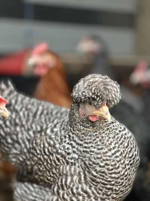 Świeże jajka z wolnego wybiegu