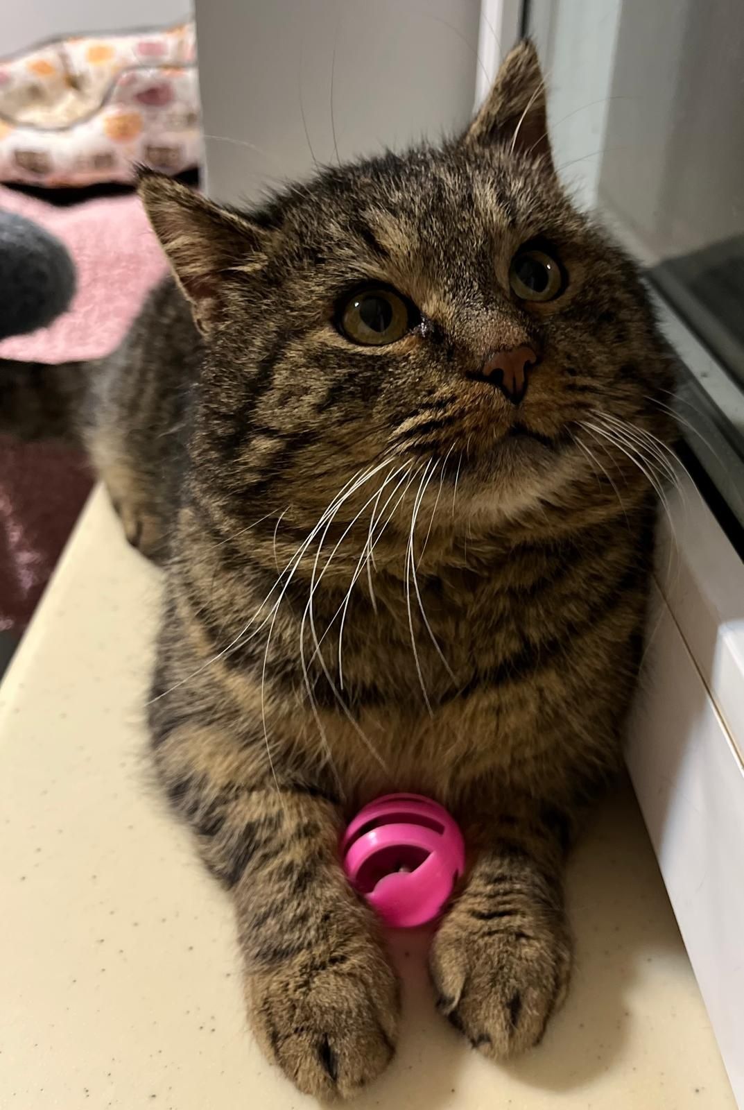 Kotek do adopcji