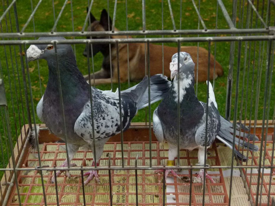 Gołębie staropolskie