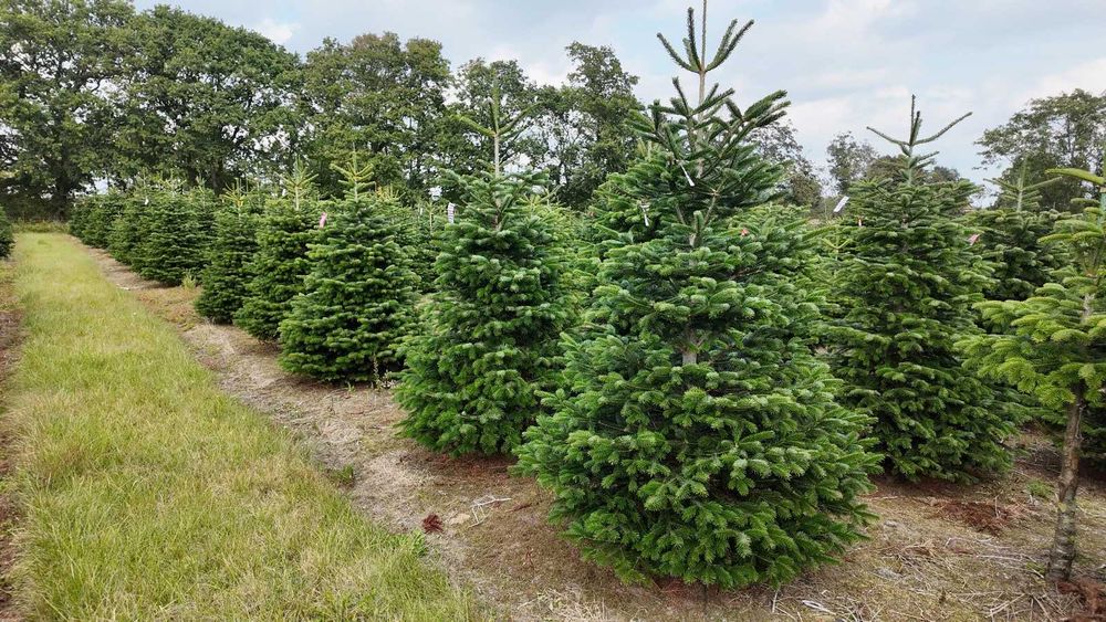 Jodła kaukaska cięta 175-200 ChoinkiPrima.pl FB