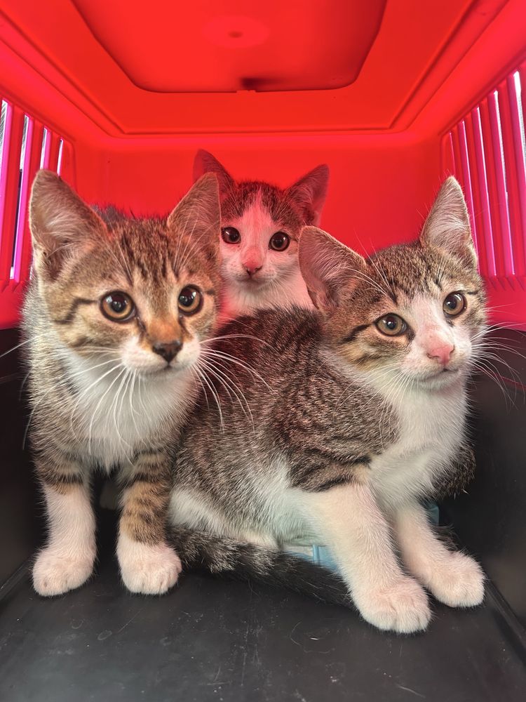 Kociaki do pilnej adopcji