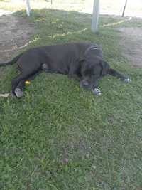 Cane corso suczka wysterylizowana