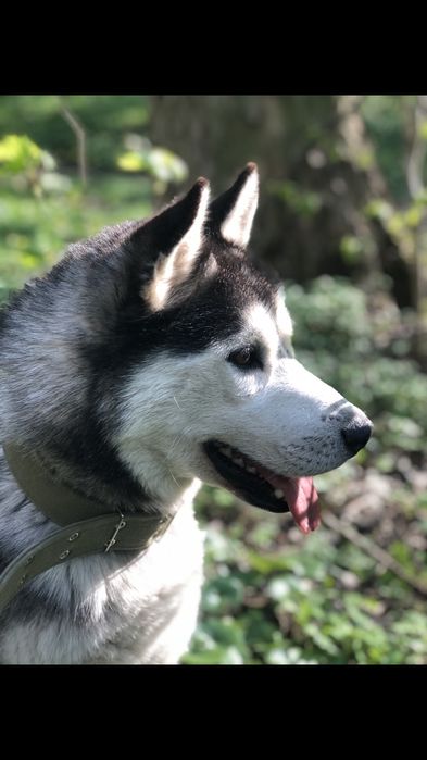 Красивий хлопчик Хаскі шукає дівчинку