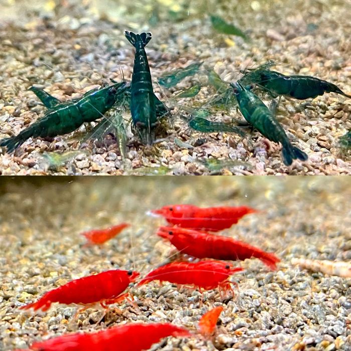 Krewetki Neocaridina