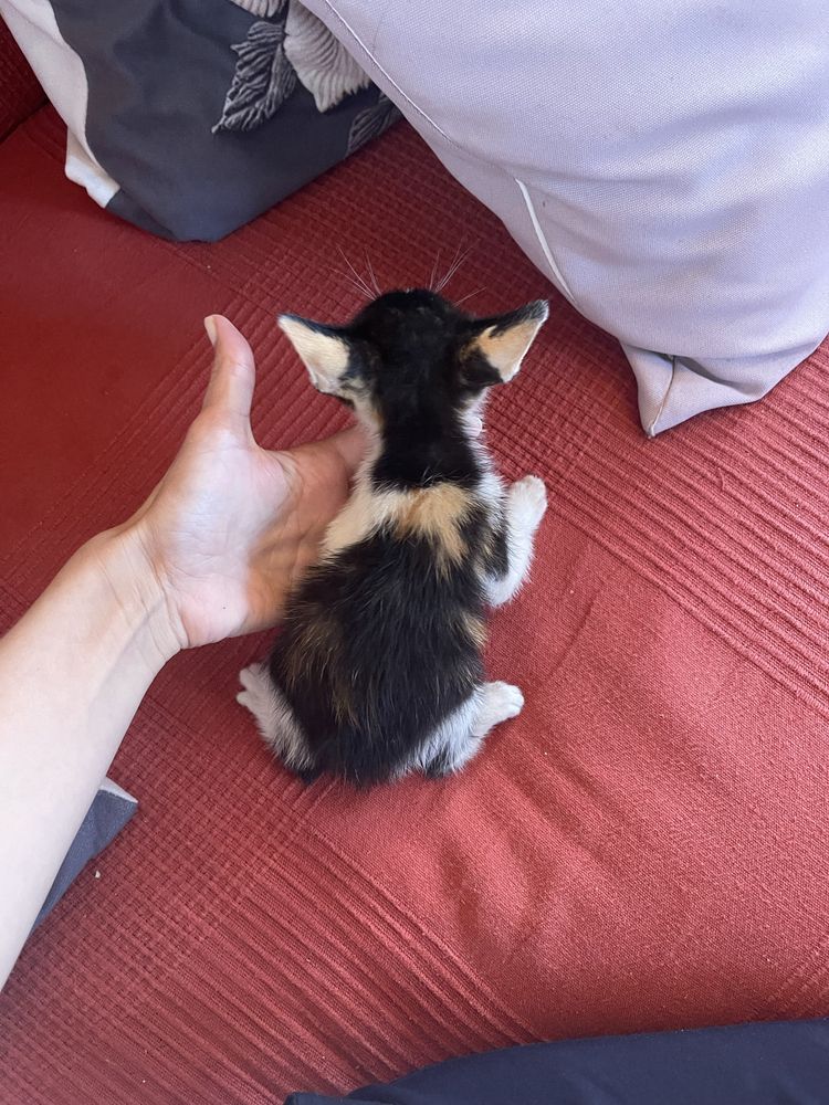 Gatinhas lindas para adoção