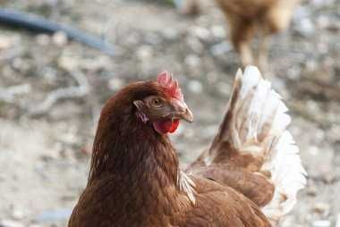 ІнкубацІйнІ яйця  ЛЕГОРН