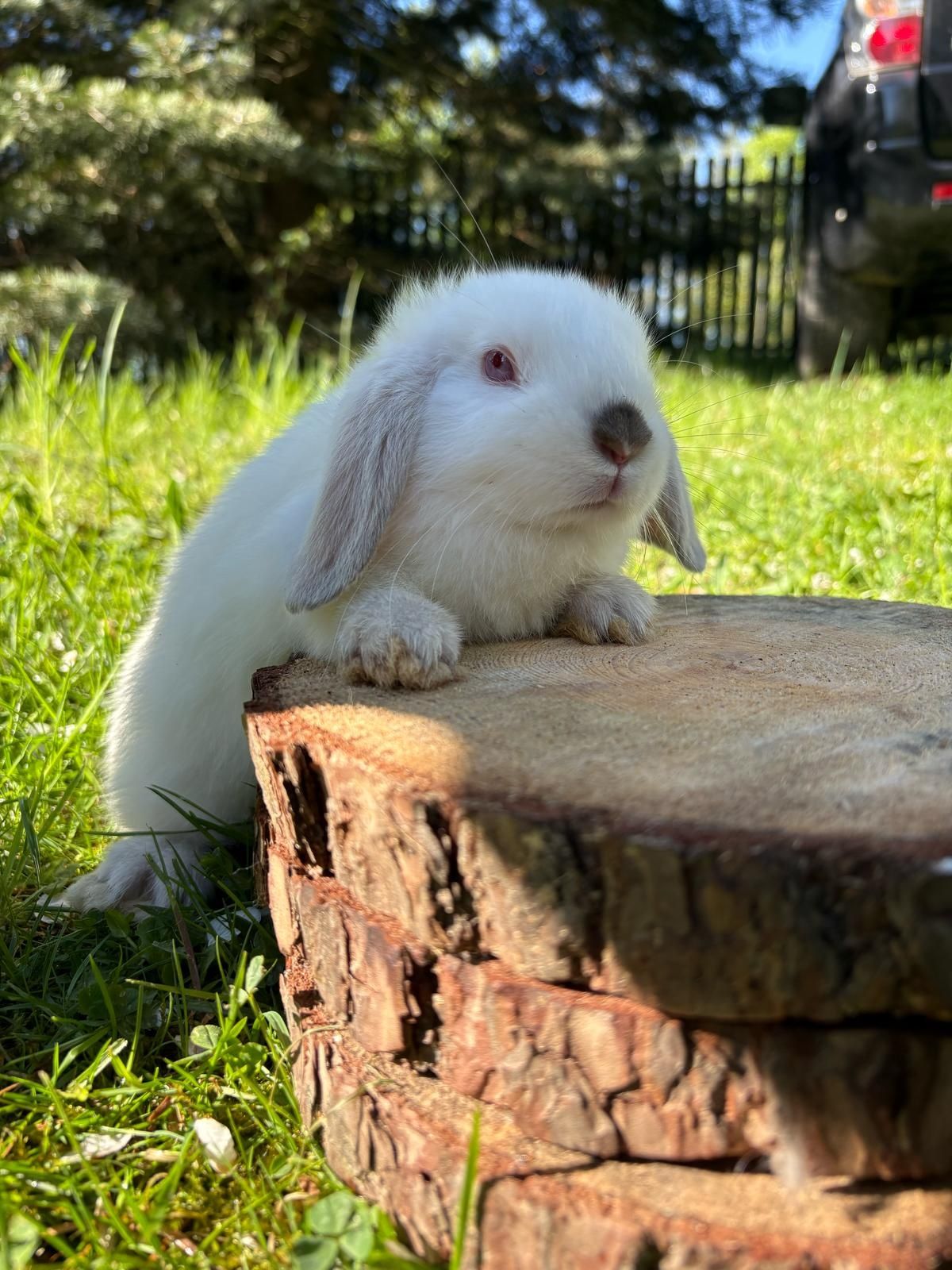 Królik baranek miniaturowy albinos samiczka