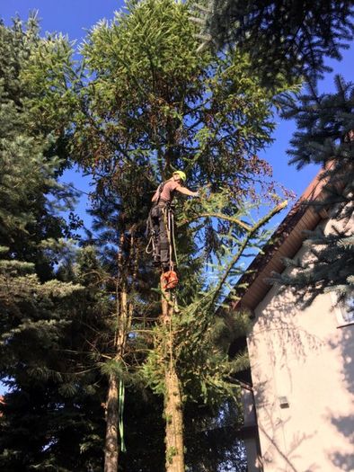 Wycinka drzew rębak wynajem warszawa alpinistyczne z podnośnika