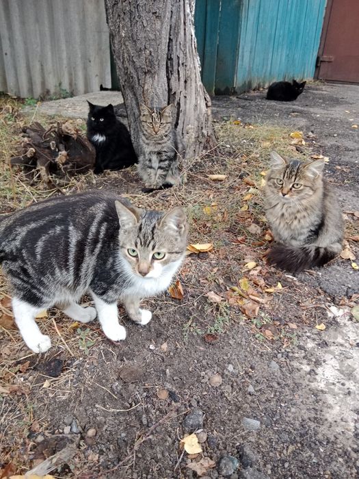 Отдам даром в добрые руки