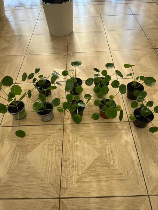 Kwiat doniczkowy Pieniążek Pilea