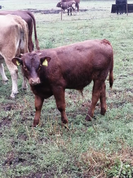 Odsadki mięsne sprzedam