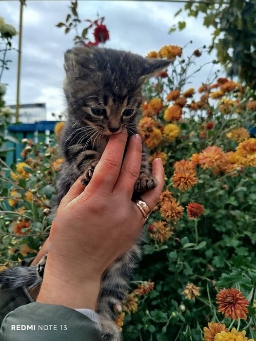 Віддамо двомісячних котинят.