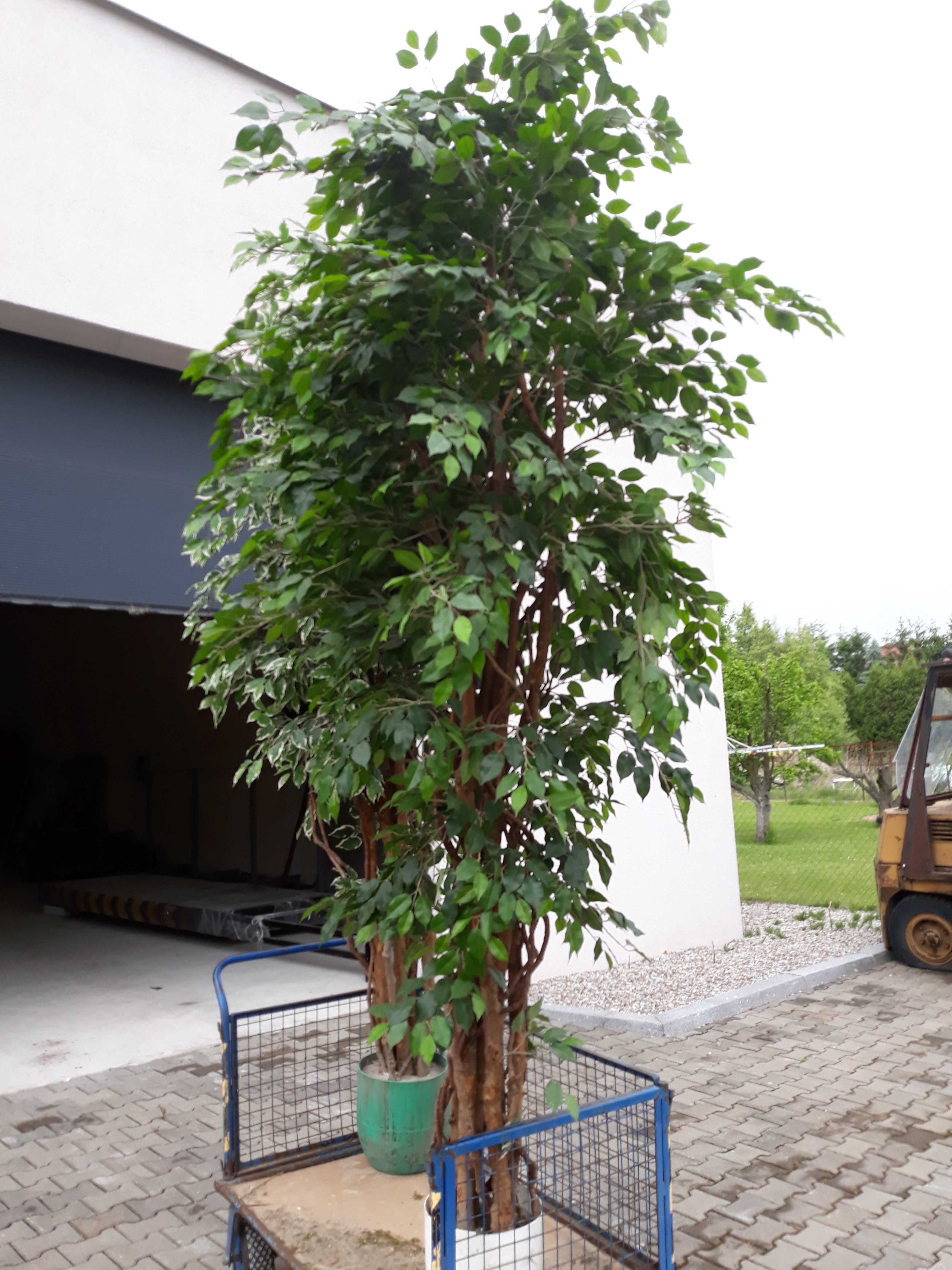 Drzewko sztuczne beniamin- fikus 350 cm