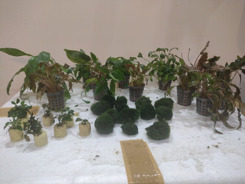 Roślinki do akwarium gałęzatka zwartka bucephalandra