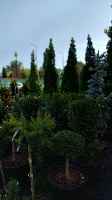 Туя смарагд, туя брабант, кедр