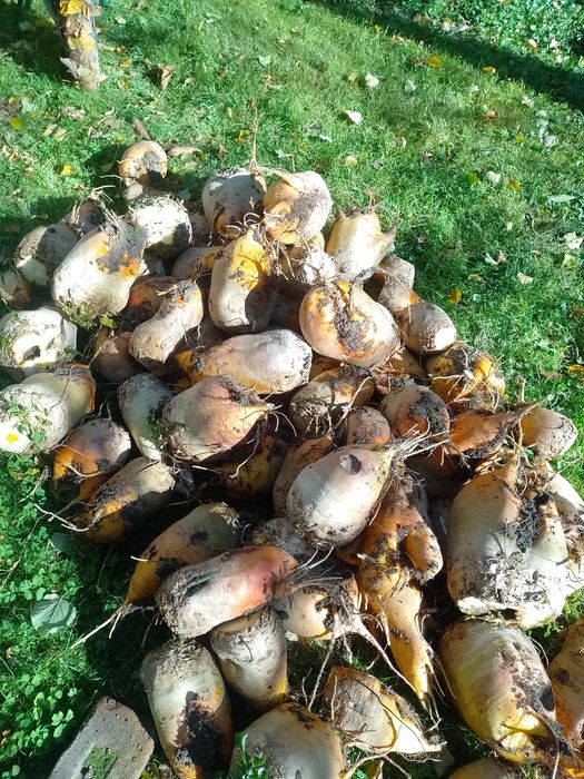 Buraki pastewne żółte