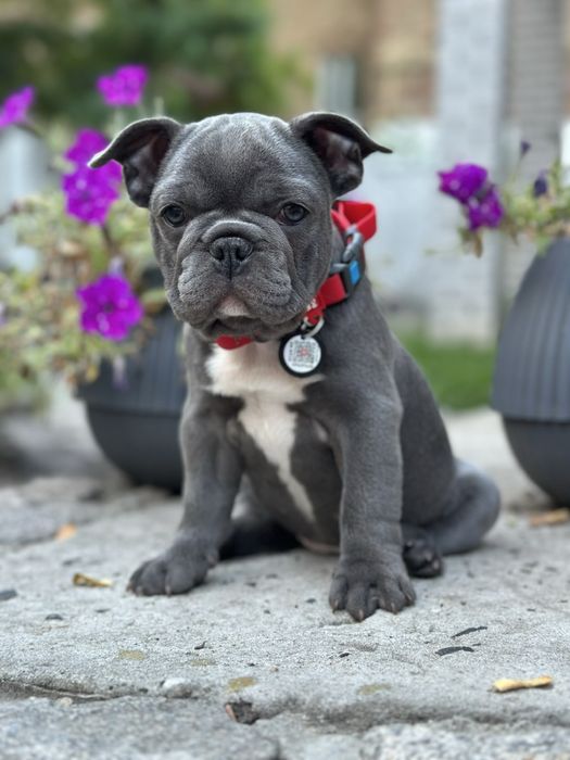 Щенки французского бульдога