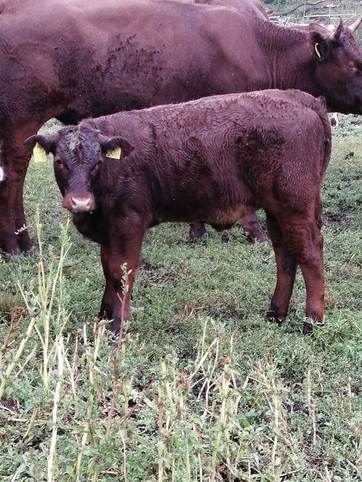 Odsadki mięsne sprzedam