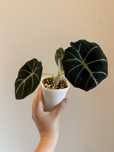 Alokazja black velvet hydroponika