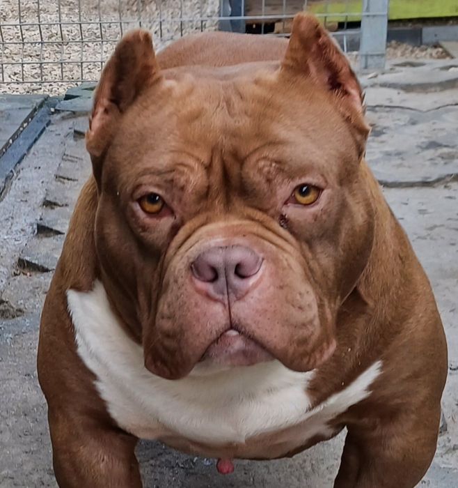American Bully ABKC suczka