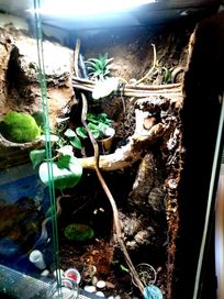Gekony orzęsione (para) i duże terrarium z wyposażeniem