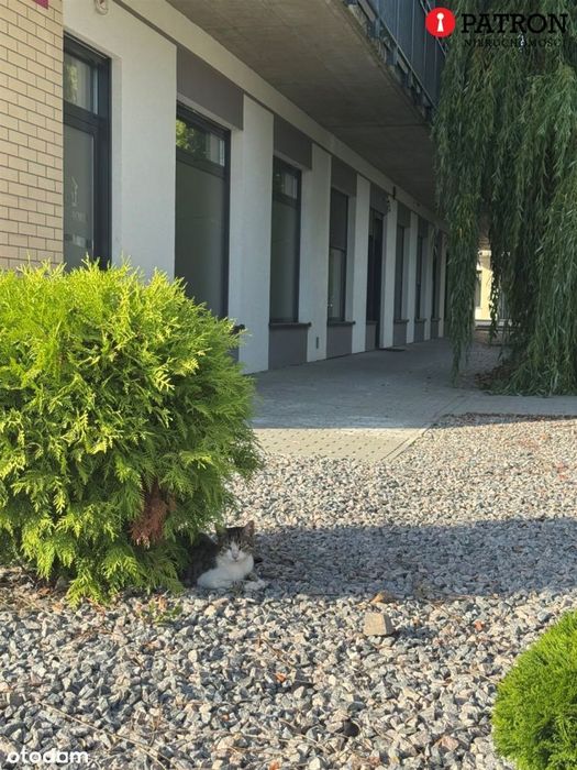 Ostatni lokal użytkowy przy Wilsona 19 w Chojnie