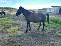 Klacz huculska Wicia