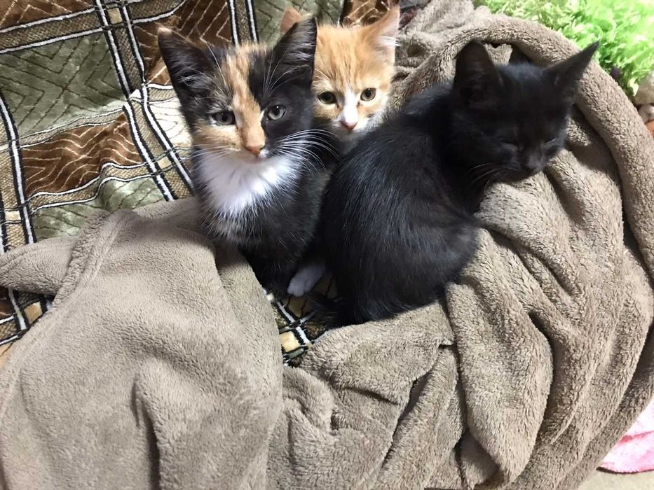 Віддам у добрі руки котиків