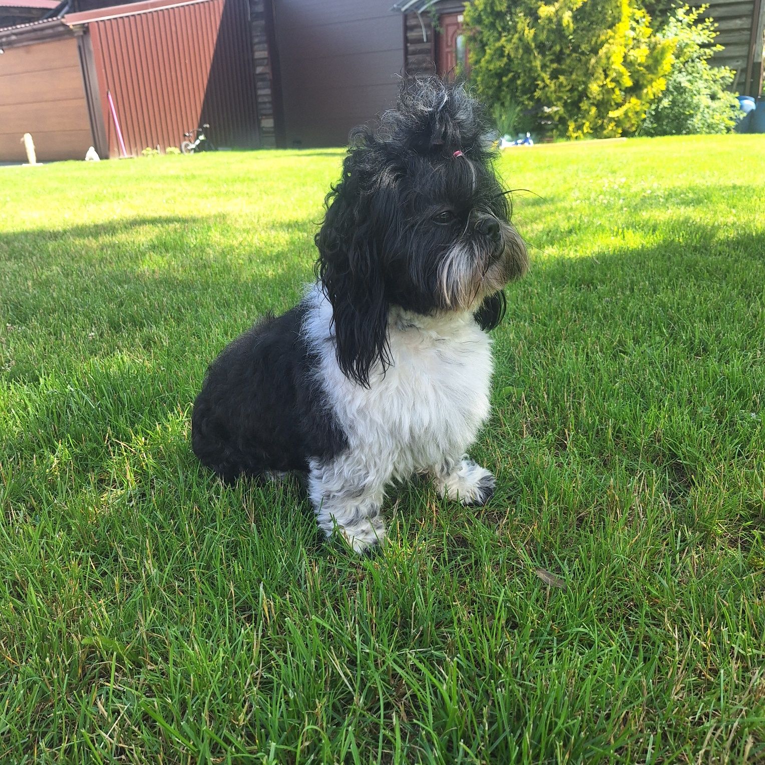 Reproduktor shih tzu