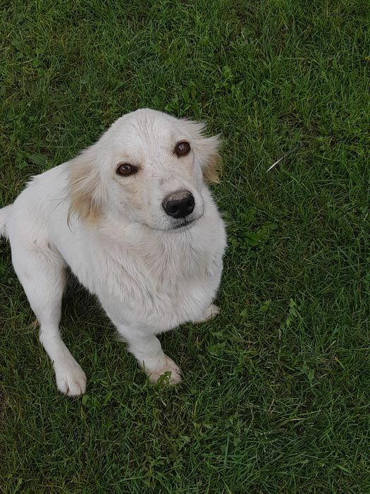 Oddam pieska w dobre rece