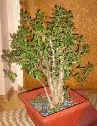 Crassula ovata (денежное дерево), 13-летнее растение - 600 грн