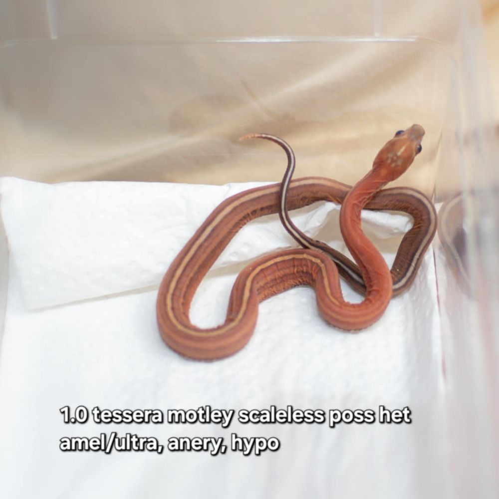 wąż zbożowy scaleless łysy