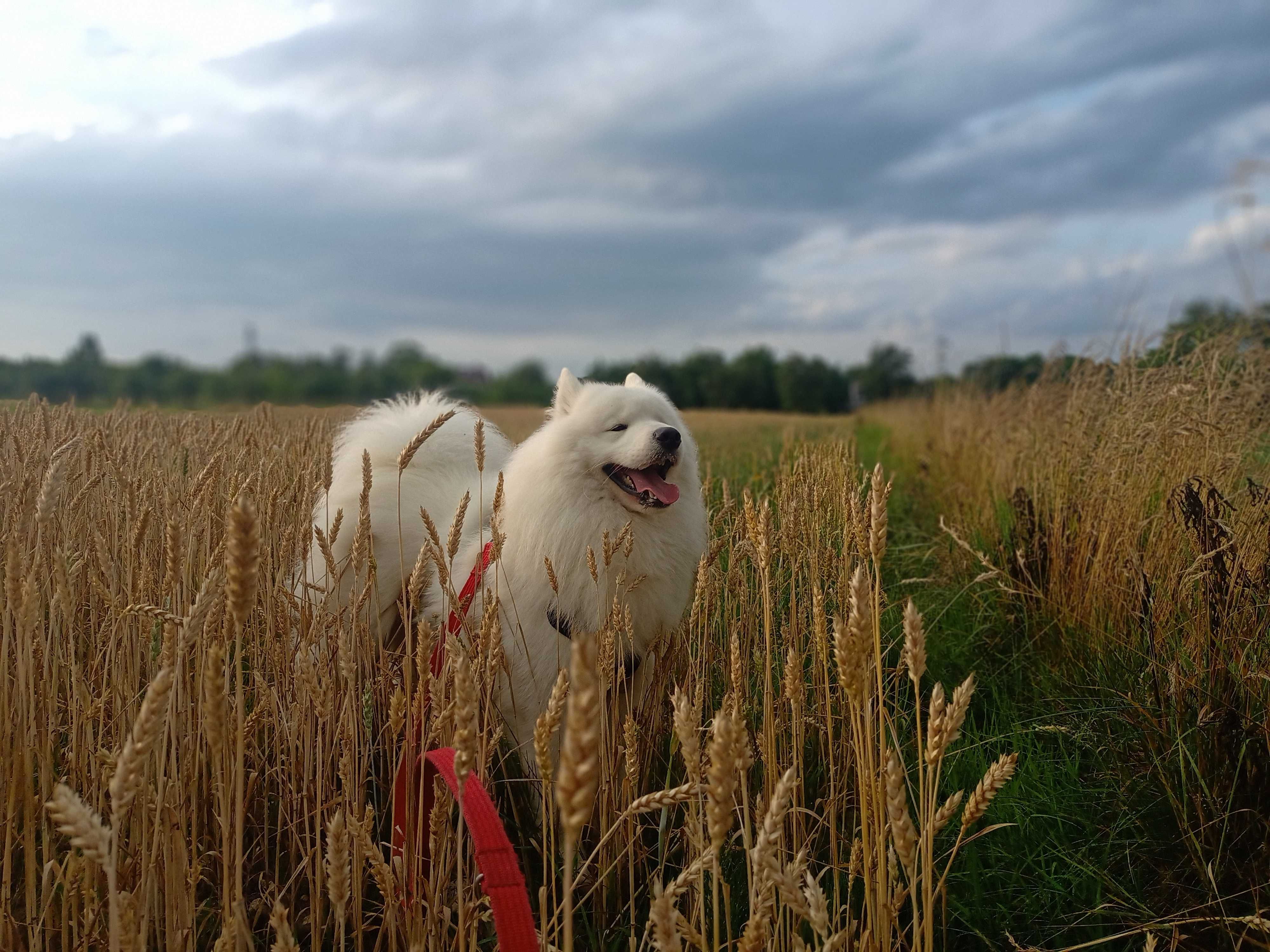 Pies reproduktor samoyed FCI/ ZKwP