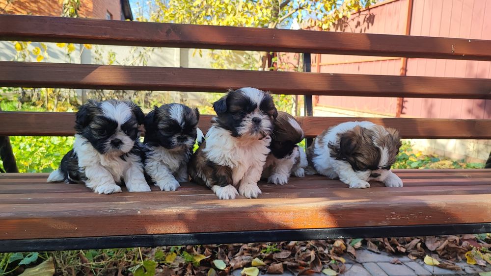 Пропонуємо цуценят Ши-тцу