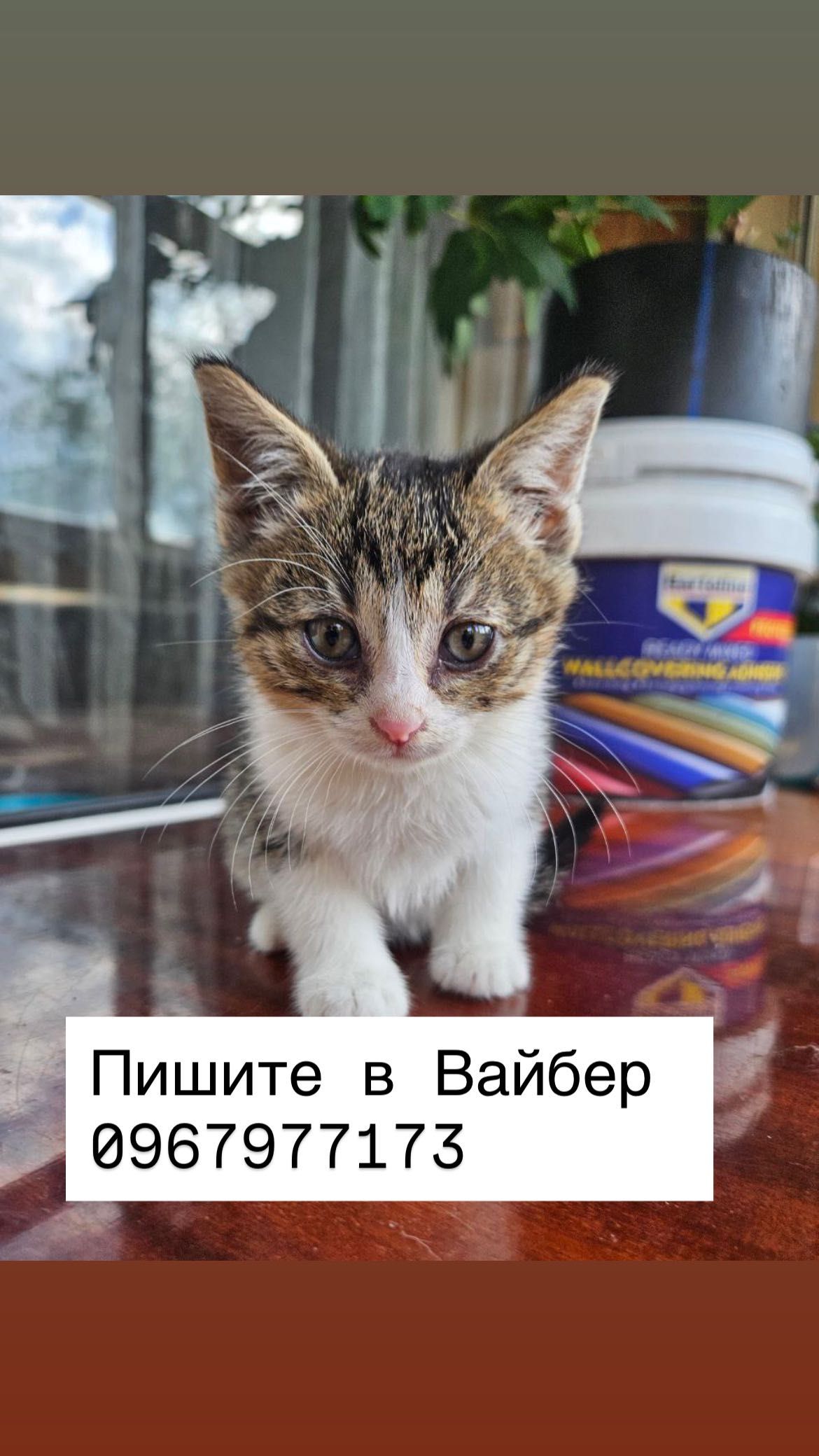 Она победила смерть . Котенок Бесплатно