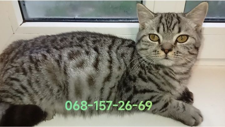 Чистокровний шотландський котик