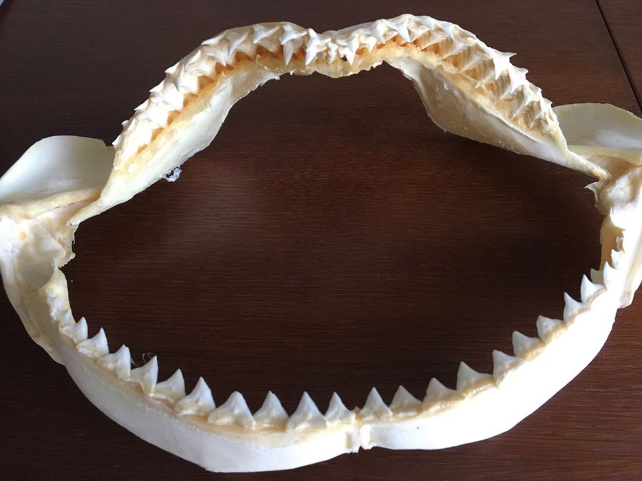 челюсть акулы декор