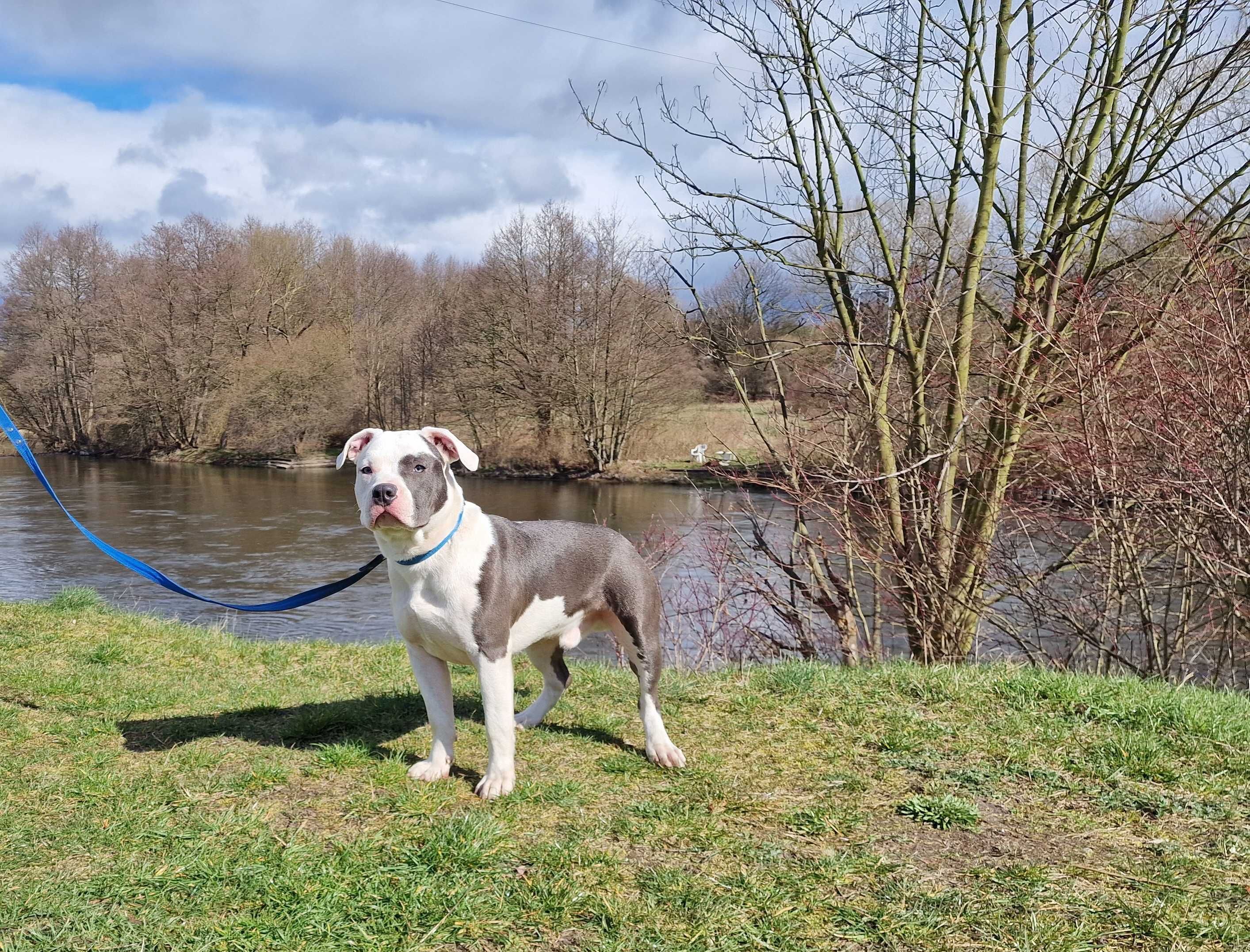 American Staffordshire Terrier Amstaff Blue ZKWP FCI