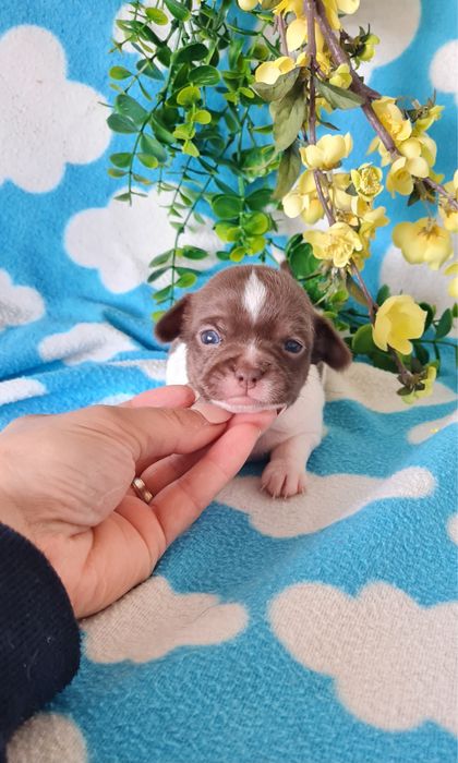 Excelente miniChocolate Chihuahua/Chiuaua de Qualidade, Linhagem Russa
