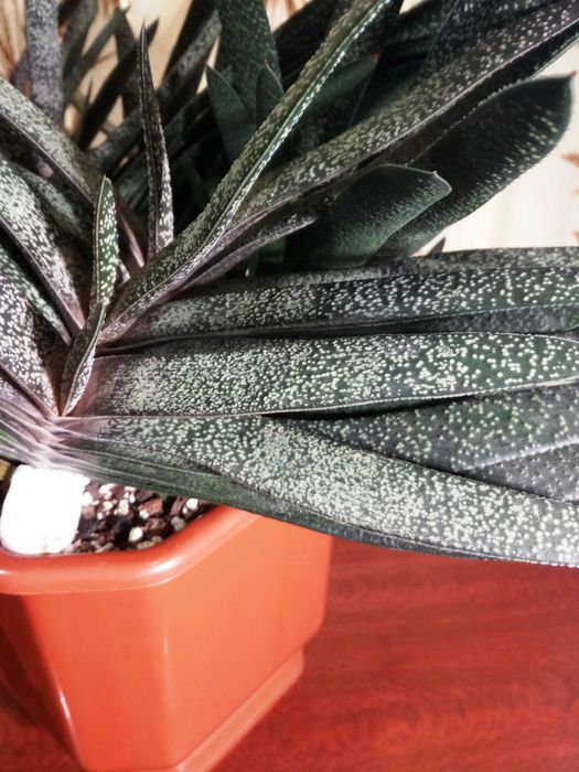 Гастерия бородавчатая (Gasteria verrucosa)