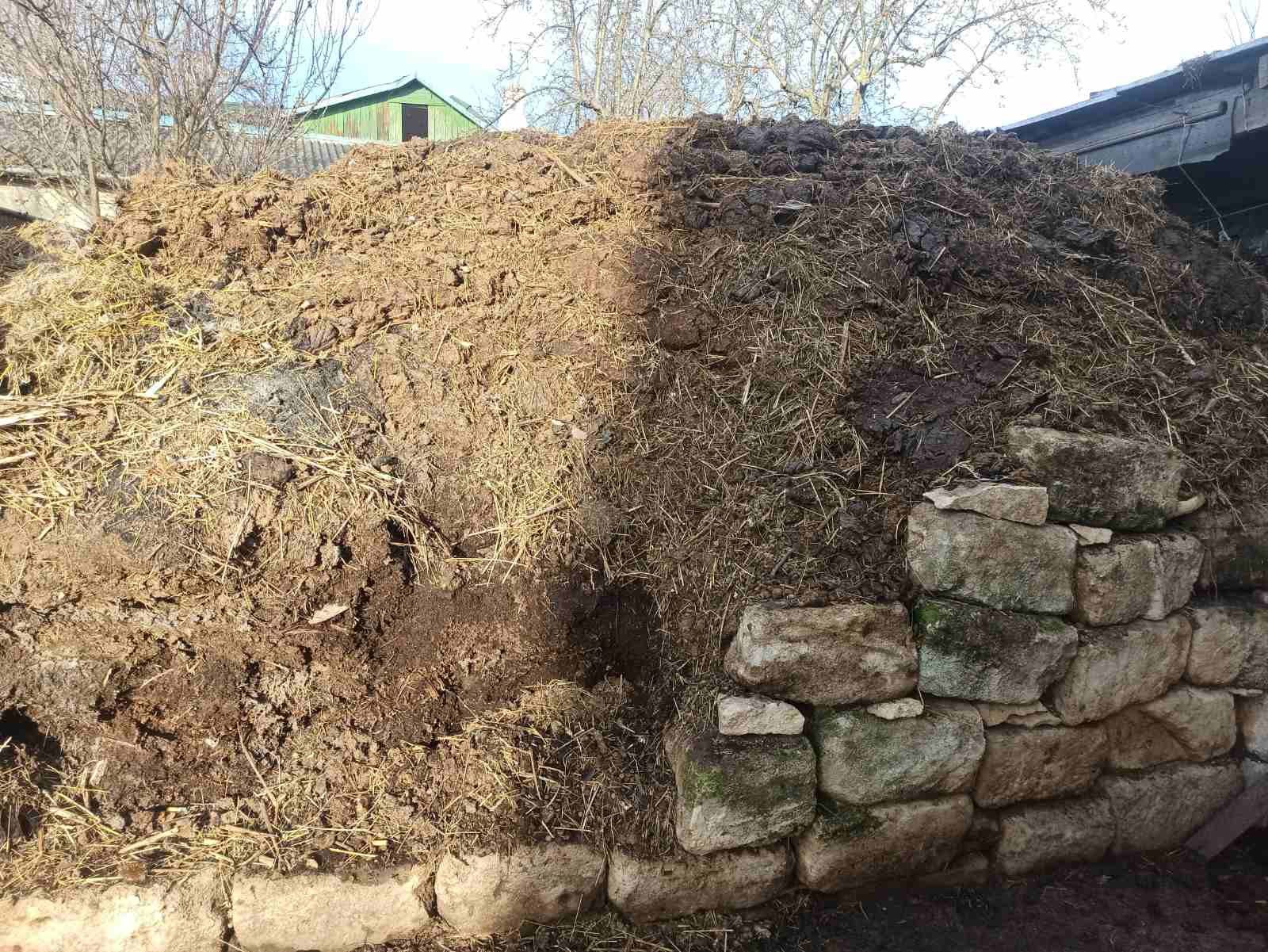 Гній, перегній коровячий
