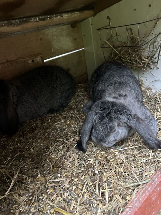 Barany francuskie szynszylowate samice