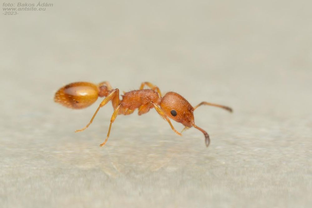 temnothorax unifasciatus поймал в 2025