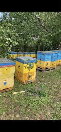 Продам бджоли , бджолосім‘ї на 10 та 12 рамок