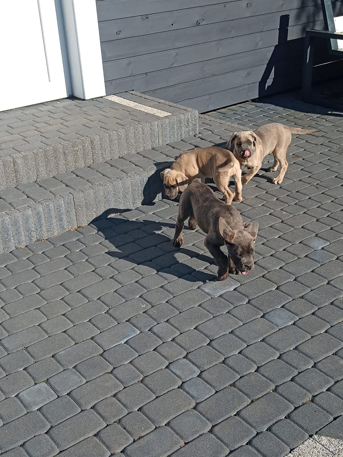Cane Corso samiec