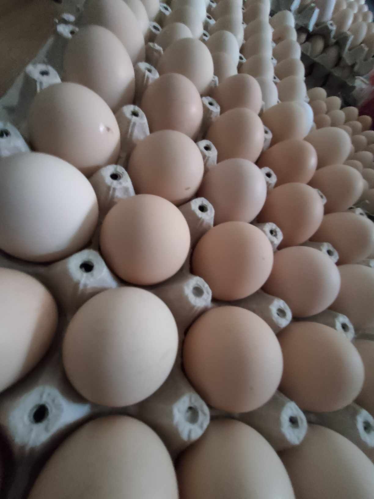 Jajka wiejskie 30 szt