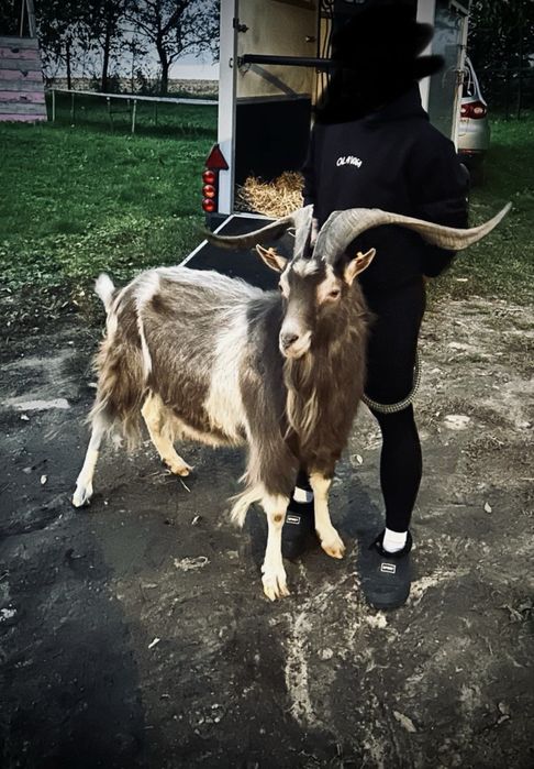 Sprzedam lub zamienie kozła